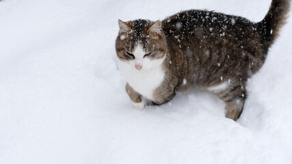 Cat and the snow. Gray cat in winter on a snowy field - 623500675