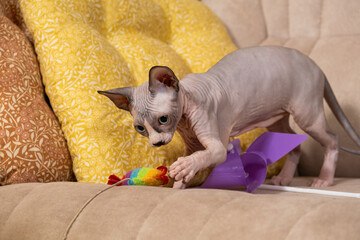 A three-month-old Canadian Sphynx kitten plays with a toy on the couch