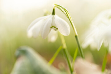 Fototapeta premium Closeup of many snowbells standing in the sunlight with a bokeh background in a forest at springtime