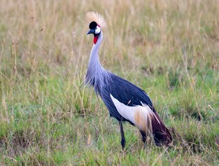A single Secretary bird on the savannah in the Maasai Mara reserve