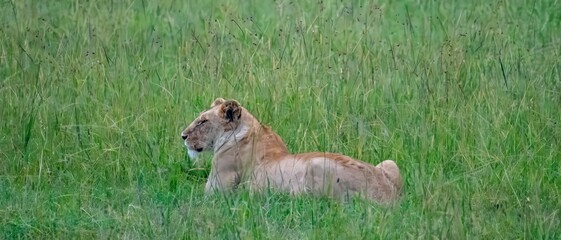 A panorama of an African lion resting after feeding on a kill