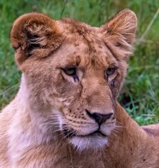 A closeup head shot of an African lion resting after feeding on a kill