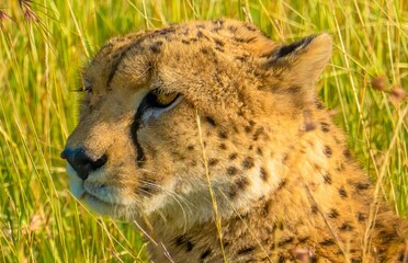 A closeup head shot of a cheetah in the long grass of the Maasai Mara reserve Kenya