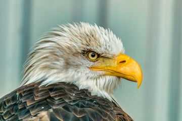 Eagle
