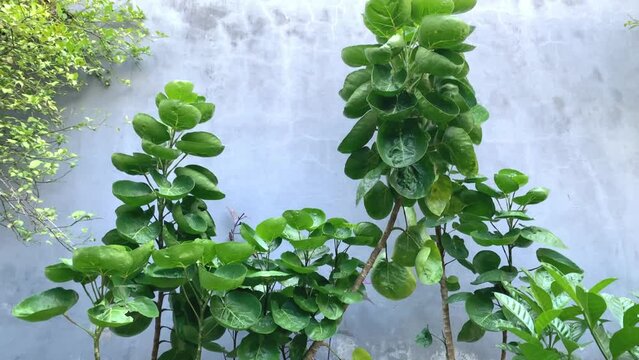 The Shield Aralia or Plum Aralia (Polyscias scutellaria) medicine plant.