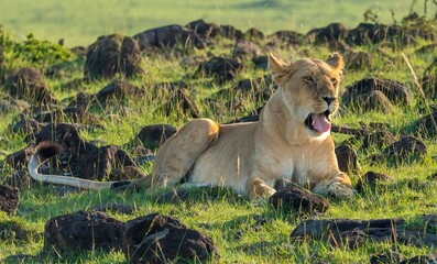 An African lion resting after feeding on a kill