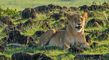 An African lion resting after feeding on a kill