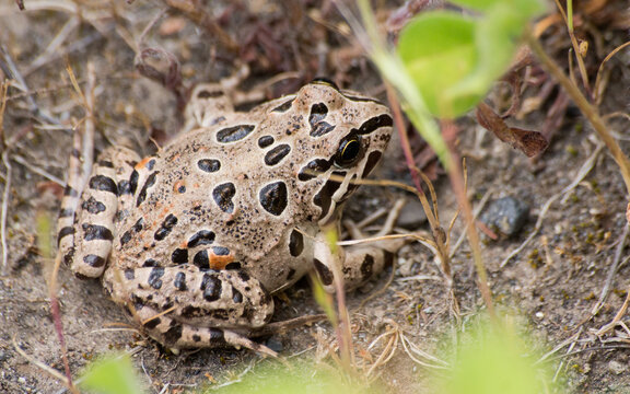 sapito de 4 ojos Pleurodema thaul