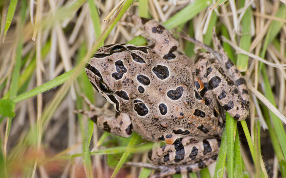 sapito de 4 ojos Pleurodema thaul