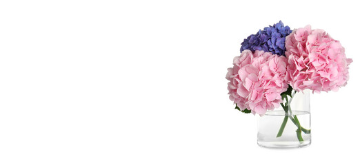 Stylish vase with beautiful hydrangea flowers on white background. Banner design