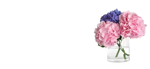 Rolgordijnen Stylish vase with beautiful hydrangea flowers on white background. Banner design © New Africa