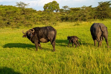 African cape buffalo pair with new-born -several hours old still wet-  calf, Maasai Mara reserve, Kenya