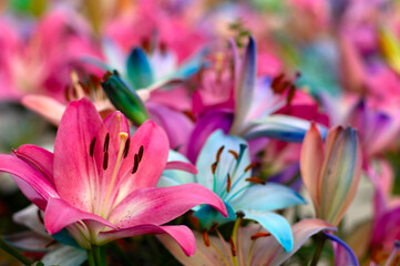 Multi-colored lily close-up