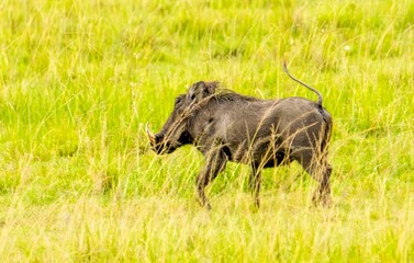 A single running Warthog in the Maasai Mara preserve,, Kenya