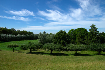 Landscape of green meadow