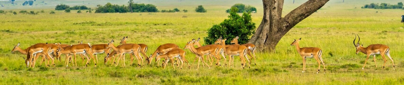 A panorama of a herd of impala antelope in the Maasai Mara, Kenya