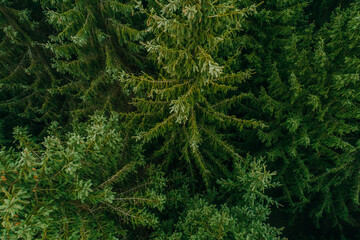 Aerial view of summer green trees in a forest in a rural settlement. Drone photography