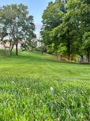 trees in the park