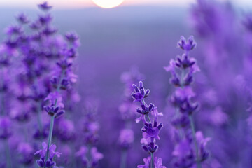 Fototapeta na wymiar Lavender flower background. Violet lavender field sanset close up. Lavender flowers in pastel colors at blur background. Nature background with lavender in the field.