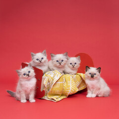 Five beautiful sacred burmese cat kittens in a dollsbed in studio close-up, luxury cat, red background