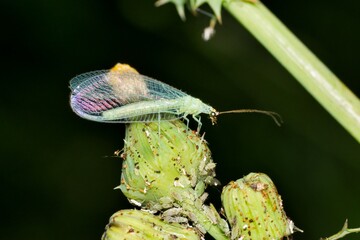 Green Lacewing adult (Chrysoperla) eating aphids at night on flower buds in Houston, TX. Lacewings are a beneficial species that eat pest insects.