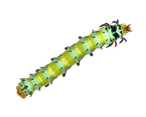 hickory horned devil - Citheronia regalis - larva caterpillar form of regal or royal walnut moth...
