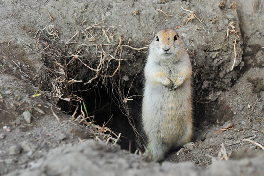 prairie dog standing at gopher hole burrow