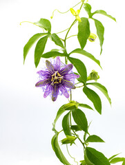 passionflower passiflora incarnata x cincinnata incense hybrid. Maypop or passion vine. Larger purple flowers and leaves with five lobes are traits of ‘Incense’ Isolated on white background - obrazy, fototapety, plakaty