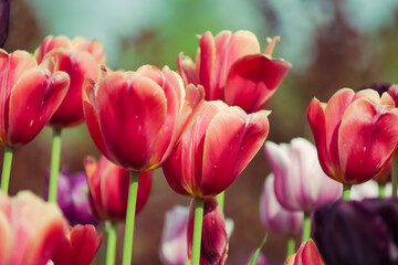 Fototapeta premium pink tulips in the garden