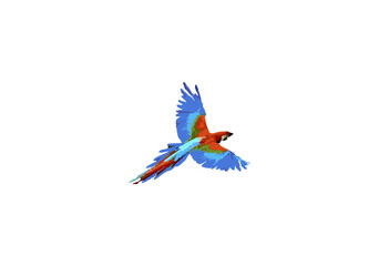 full color flying bird