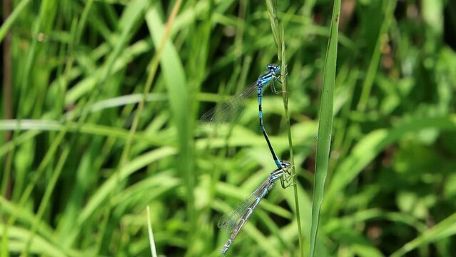 Azure damselflies mating, Coenagrion puella