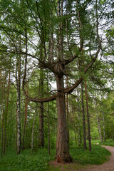 Beautiful green pine trees, tree of funny shape, in the form of a candlestick. Nature Park in the Sverdlovsk Region