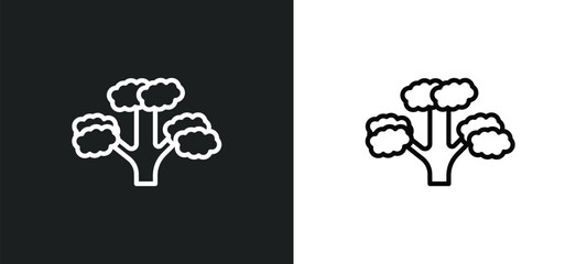 pitch pine tree icon isolated in white and black colors. pitch pine tree outline vector icon from nature collection for web, mobile apps and ui.