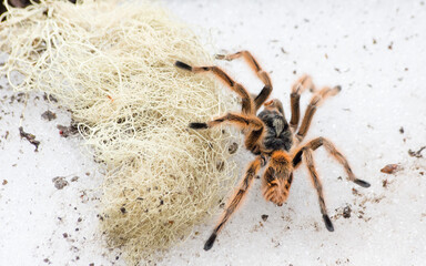araña pollito en nieve