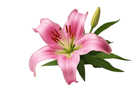Pink Lily Flower Isolated on Transparent Background, Generative AI