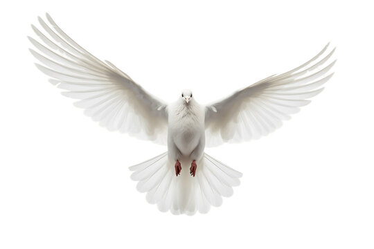 White Pigeon Flying Isolated on Transparent Background. Generative AI