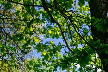 Fototapeta na wymiar Tree branches with bright green leaves