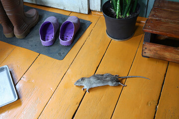 dead rat on wooden floor in rural room, nearby garden shoes by old door