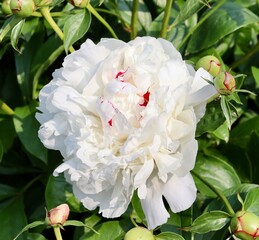A close view of the white flower in the garden.
