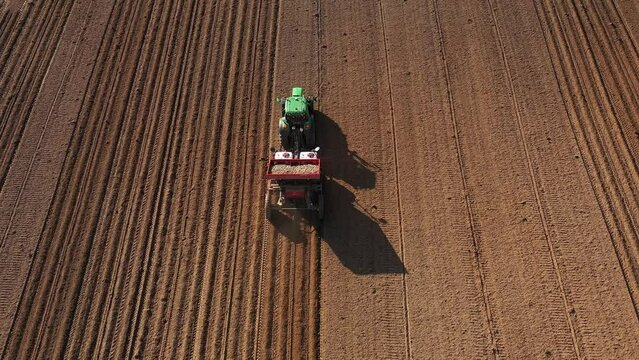 Tractor with potato planter drives through arable and plants potatoes, top view