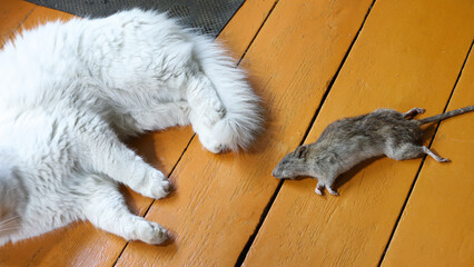 Dead rat on wooden floor, white cat lying nearby, catching prey