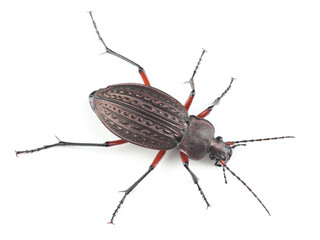 Ground beetle (Carabus granulatus) isolated on white