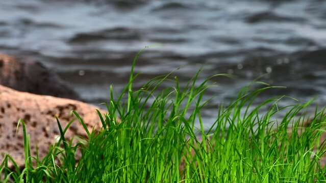 Green grass moving in wind with water background