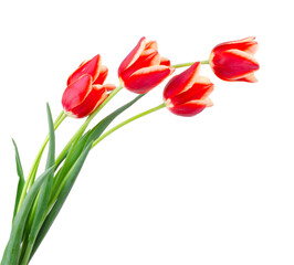 Fototapeta premium Beautiful bouquet of tulips on a white background.