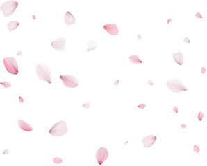 Flying Spring Cherry.