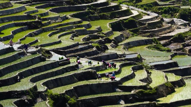 The terraced fields of Y Ty commune, Lao Cai province, Vietnam with a farmers in the beautiful sky
