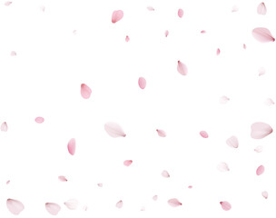 Flying Spring Cherry.