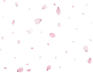 Flying Spring Cherry.