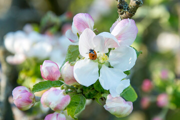 Ladybug on a blooming apple tree, close-up. Spring season.