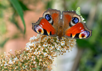 peacock butterfly on a flower macro shot